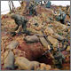 Hamburger Hill. Vietnam, May 1969