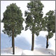 PIne forest